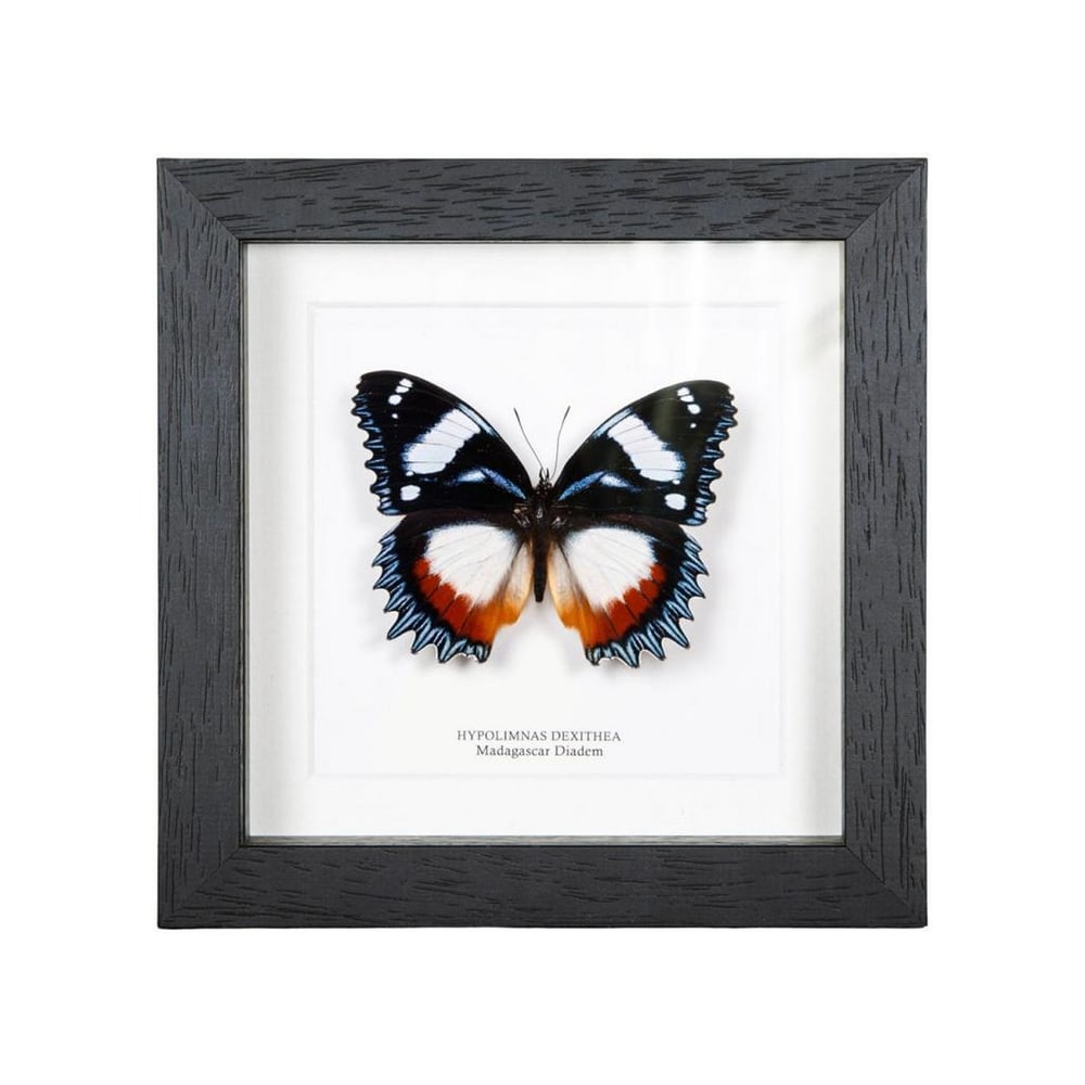 Framed Madagascar Diadem Butterfly: Framed Madagascar Diadem Butterfly A stunning Female Madagascar Diadem butterfly is artfully displayed in a box frame on high-quality acid-free conservation board. Its Latin and common names grace the