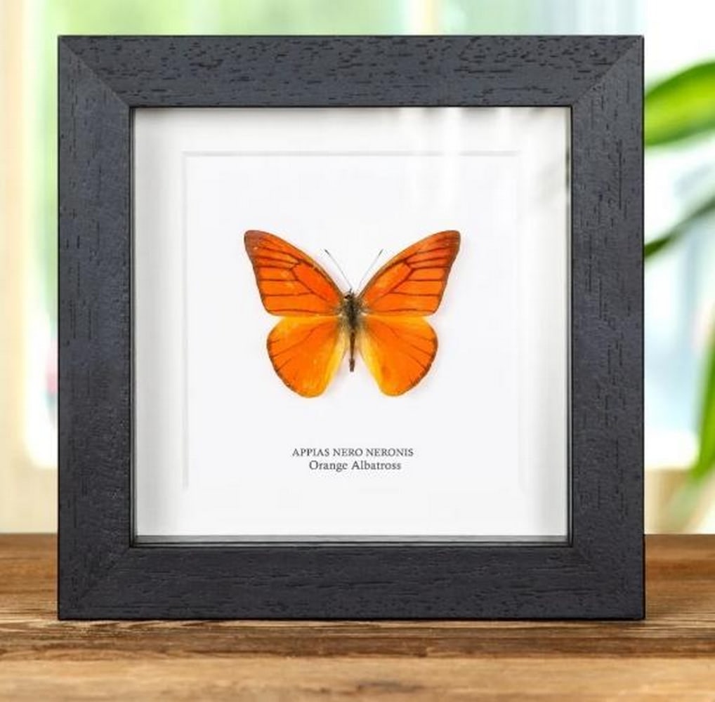 Framed Orange Albatross Butterfly: Framed Orange Albatross Butterfly An Orange Albatross butterfly is elegantly displayed within a handcrafted wooden frame, mounted on premium acid-free conservation board. Beneath the specimen, its Lat