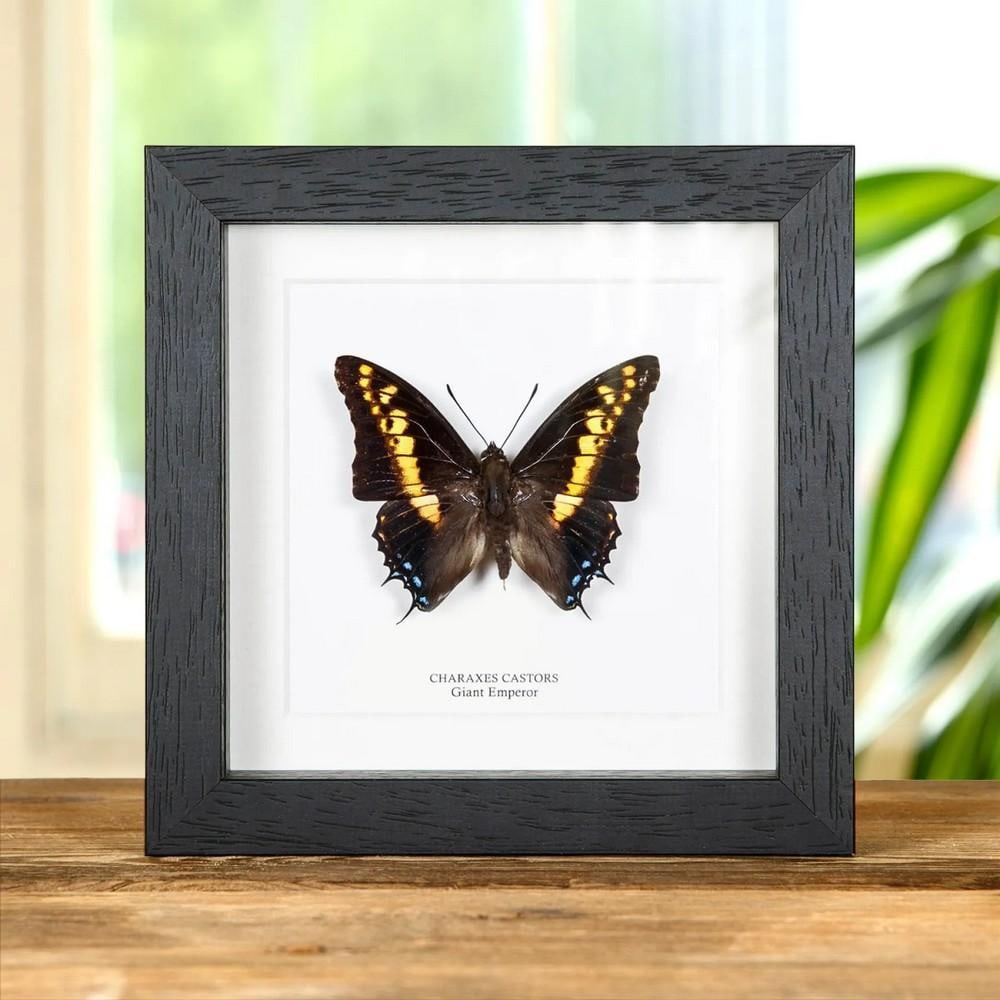6" x 6" Giant Emperor Butterfly in Box Frame (Charaxes castor): 6" x 6" Giant Emperor Butterfly in Box Frame (Charaxes castor) A Charaxes castor butterfly, beautifully presented in a handmade wooden frame and mounted on high-quality, acid-free conservation