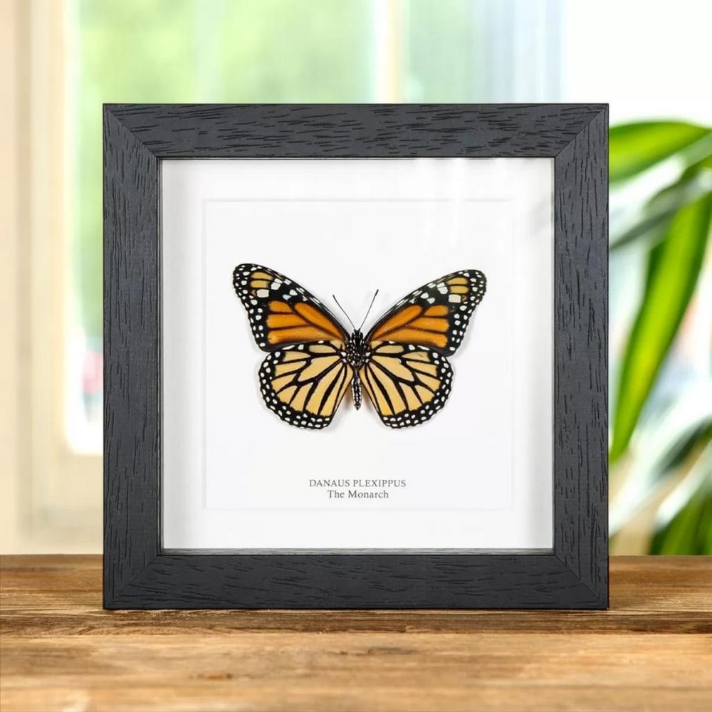 6" x 6" Female Monarch Butterfly - Danaus Plexippus (Ventral Side): 6" x 6" Female Monarch Butterfly - Danaus Plexippus (Ventral Side) A Female Monarch Butterfly Ventral Side in a handmade wooden frame mounted on high-quality acid-free conservation board. The 