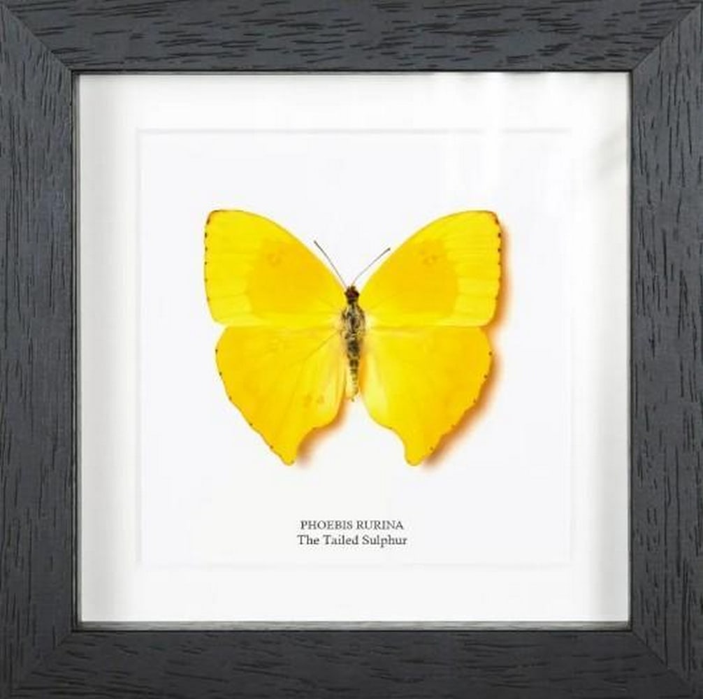 6" x 6" Golden Tailed Sulphur Butterfly (1 of 2)