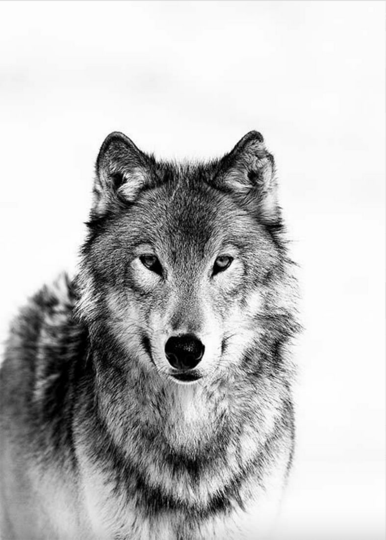 Black & White Fierce Wolf Poster Print: Black & White Fierce Wolf Poster Print A contemporary image of a fierce lone wolf staring through the camera on a white background! Perfect poster print for your home or as a gift for any animal l