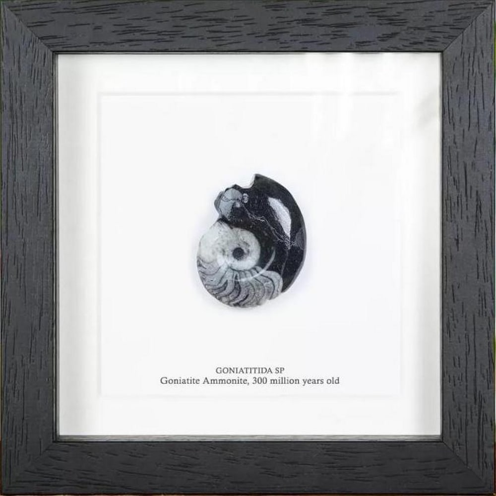 Framed Goniatite Ammonite Fossil in Wooden Frame - 6" x 6" (1 of 3)