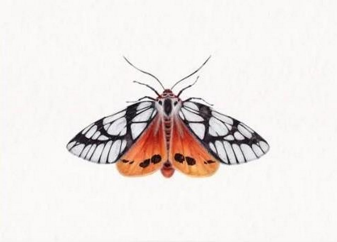 Milky Tiger Moth (Areas galactina) Watercolor Replica Print (1 of 2)