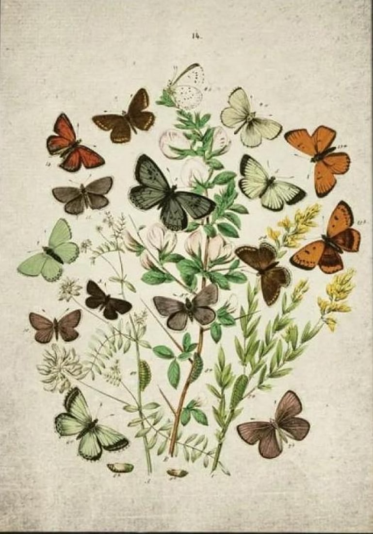 Vintage Entomology Print-Reproduction Of British Butterflies Three Plate From 1882 (1 of 2)