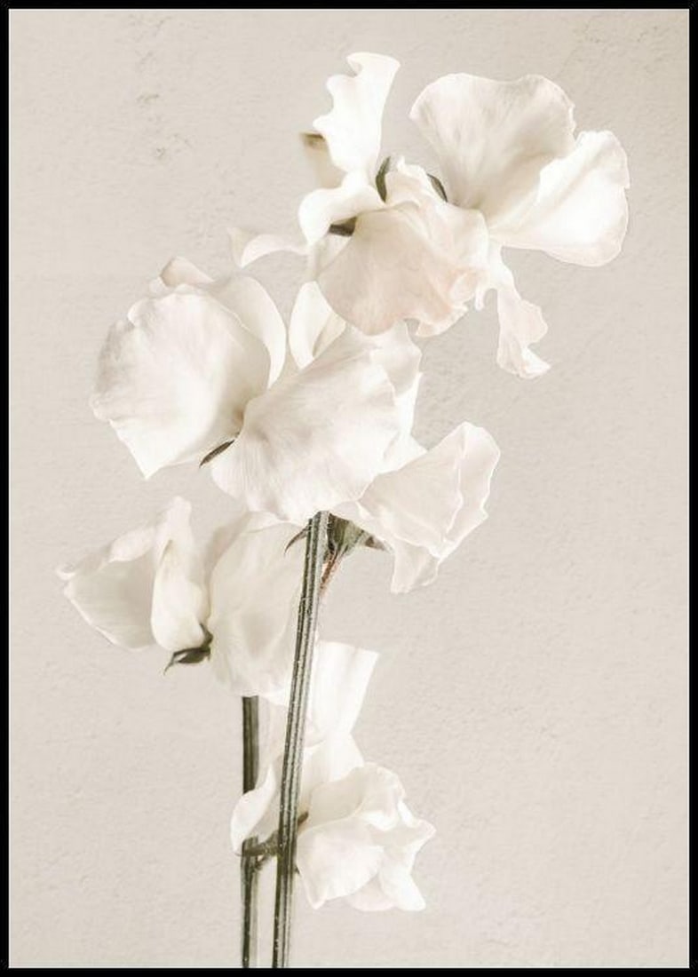 White Flower in Full Bloom Poster Print - 28" x 20": White Flower in Full Bloom Poster Print - 28" x 20" Elevate your space with our enchanting "White Flower in Full Bloom" Poster Print, measuring 28" x 20". Immerse yourself in