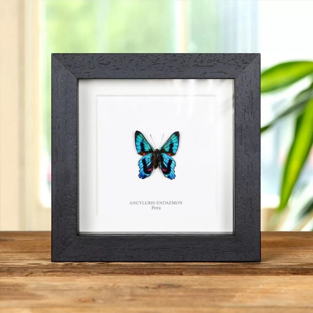 5" x 5" Framed Male Ancyluris Endaemon Butterfly: 5" x 5" Framed Male Ancyluris Endaemon Butterfly A stunning Ancyluris endaemon Butterfly in a handmade wooden frame mounted underside on high-quality acid-free conservation board. The Latin