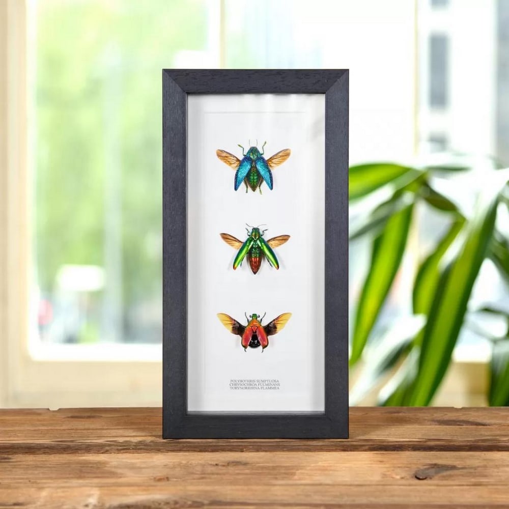 11" x 5" - Polybothris Sumptuosa, Chrysochroa Fulminans & Torynorrhina Flammea Jewel Beetle Trio (1 of 1)