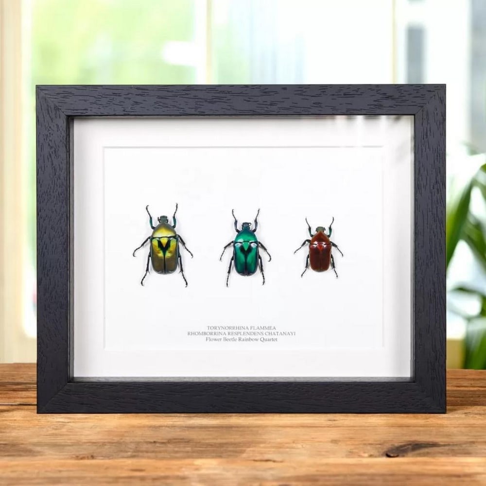 9" x 7" - Framed Flower Beetle Rainbow Trio from Thailand (1 of 1)