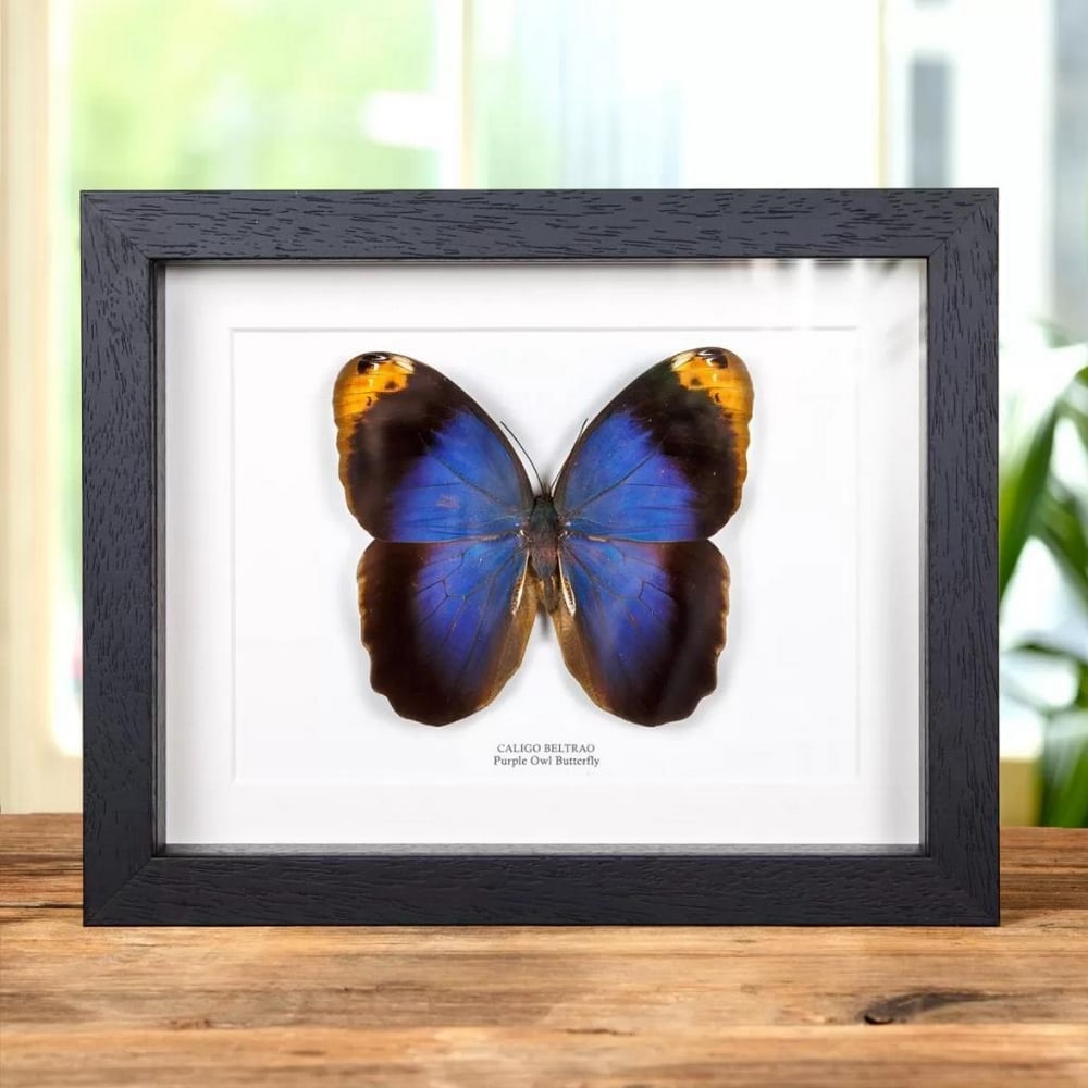 9" x 7" Framed Male Purple Owl Butterfly - Caligo Beltrao: 9" x 7" Framed Male Purple Owl Butterfly - Caligo Beltrao The Purple Owl, is a butterfly from the family Nymphalidae. This species can be found in Brazil. The wingspan can reach around 12cm. L