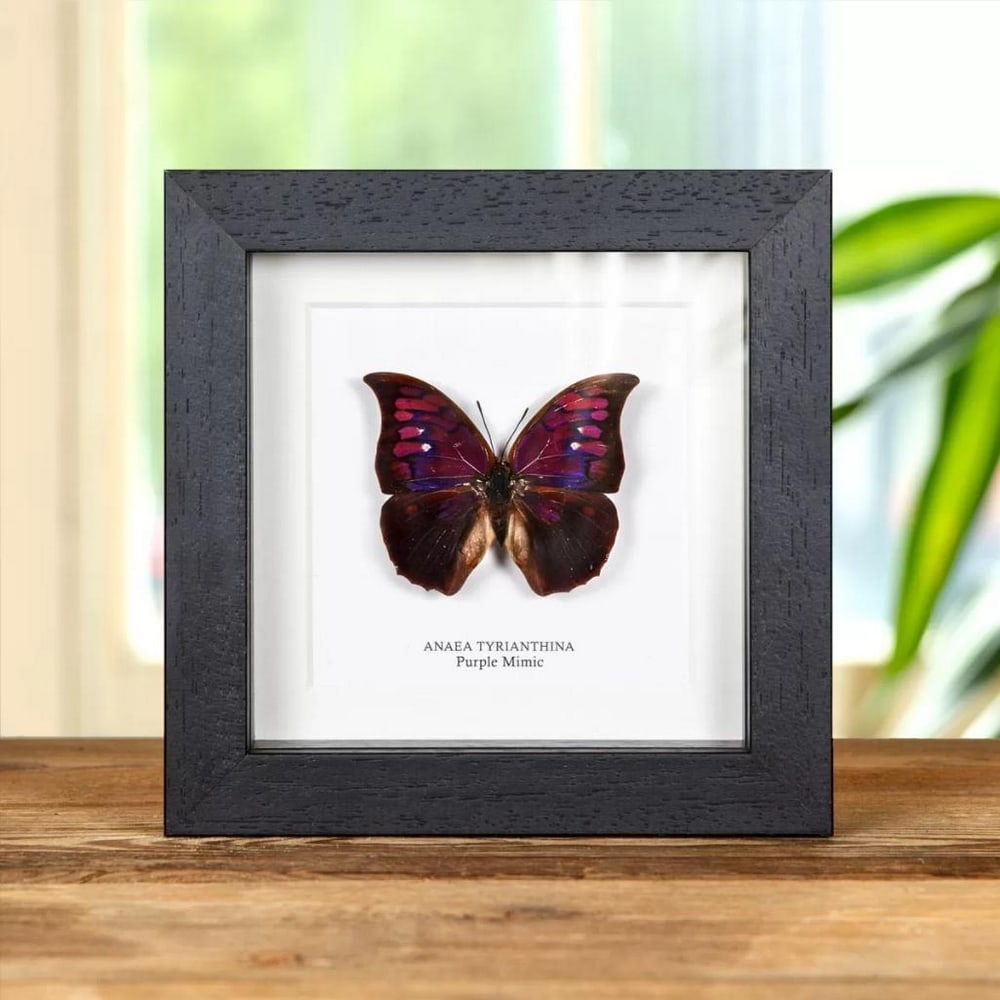 5" x 5" Framed Male Purple Mimic Butterfly - Anaea Tyriantia (1 of 2)