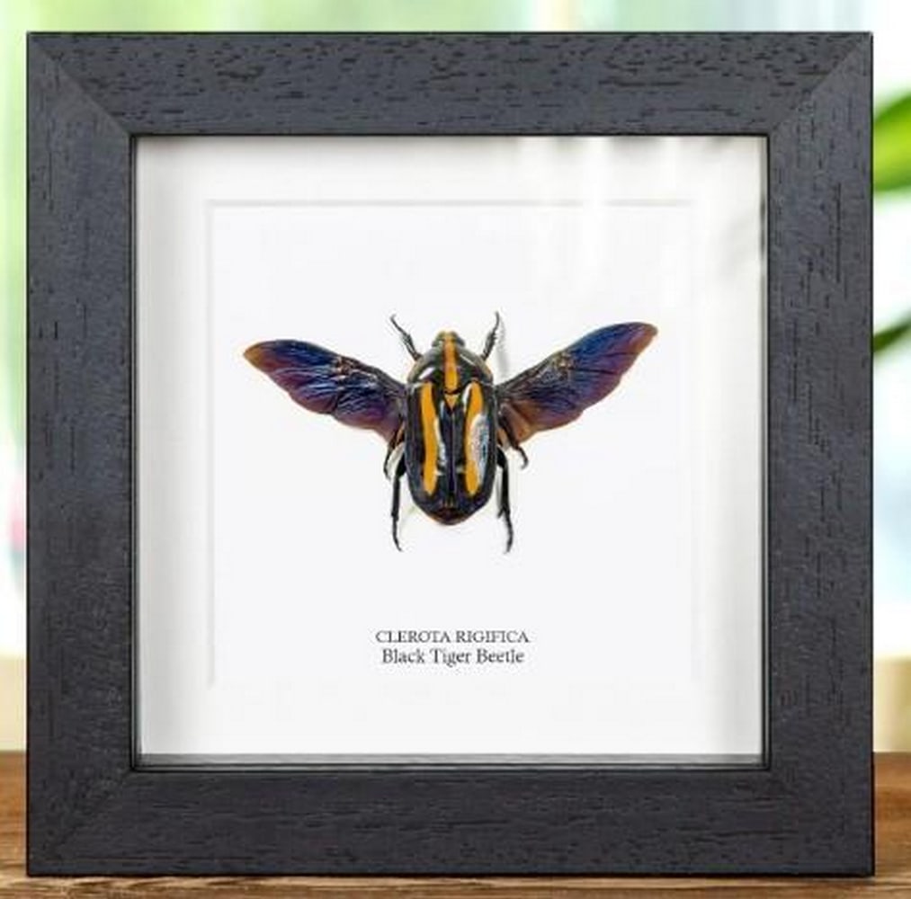 5" x 5" Clerota Rigifica Black Tiger Beetle in Box Frame: 5" x 5" Clerota Rigifica Black Tiger Beetle in Box Frame A Black Tiger beetle, beautifully displayed in a handcrafted wooden frame and mounted on premium acid-free conservation board. Both the