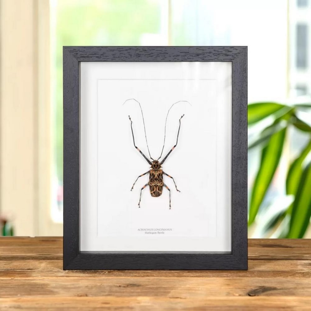 10" x 8" Framed Acrocinus longimanus - Male Harlequin Beetle: 10" x 8" Framed Acrocinus longimanus - Male Harlequin Beetle The Latin and common names are printed underneath the specimen. The Harlequin beetle or Acrocinus longimanus is a tropical longhorn
