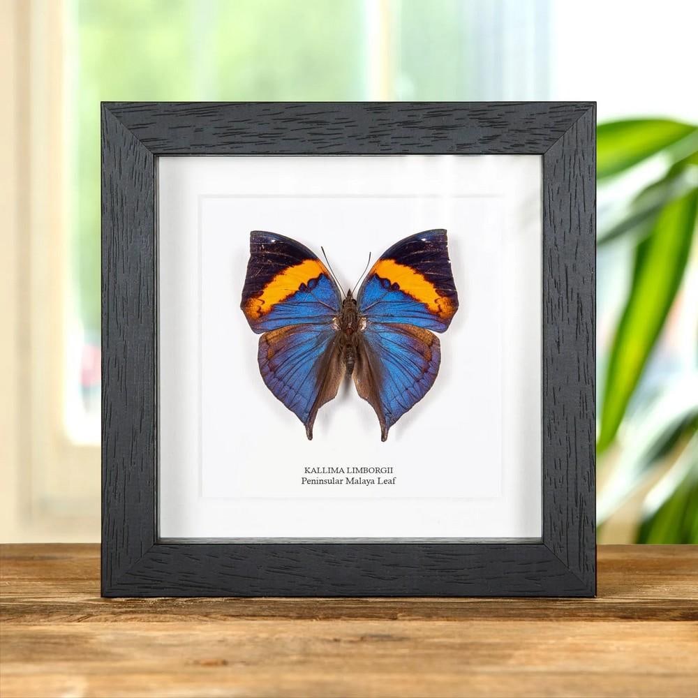 6" x 6" Leaf Butterfly (Kallima limborgii) from Peninsular Malaysia in Box Fram (1 of 2)