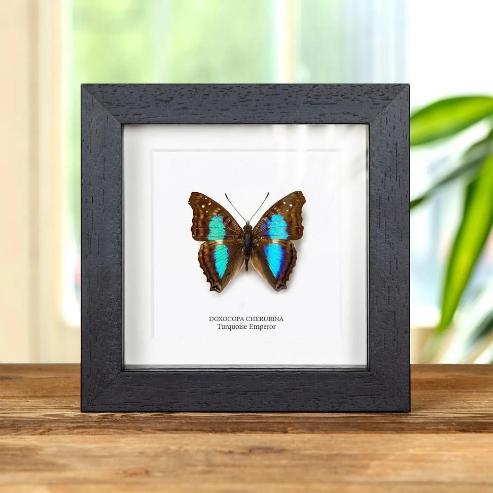 5" x 5" Framed Male Turquoise Emperor Butterfly – Doxocopa cherubina: 5" x 5" Framed Male Turquoise Emperor Butterfly – Doxocopa cherubina A Turquoise Emperor in a handmade wooden frame mounted on high-quality acid-free conservation board. The Latin and common