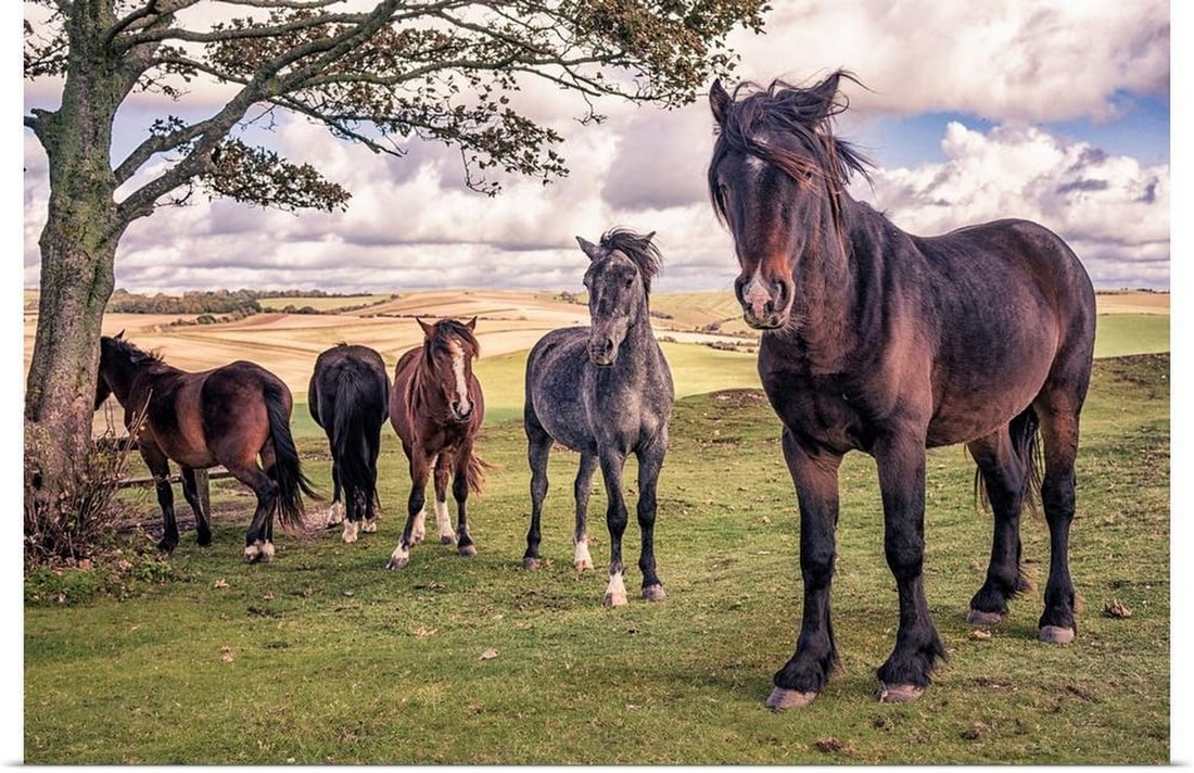 Wild Ponies Wall Art Print by Tim Kahane: Wild Ponies Wall Art Print by Tim Kahane Five wild ponies on Cissbury Ring on the South Downs with rolling hillside and agricultural land. Tim Kahane Tim's affinity with the outdoors and a passion