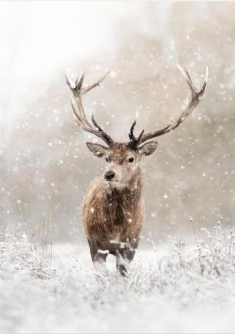 Silent Antlers Poster Print (1 of 2)