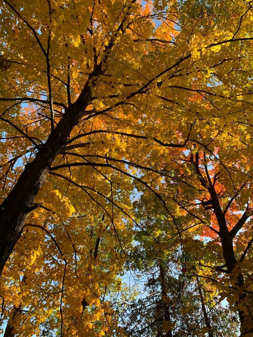 Through Autumn’s Canopy (1 of 3)