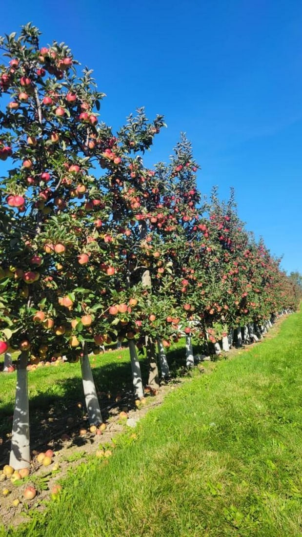 Orchard Serenity: Orchard Serenity Bring the peaceful charm of an apple orchard into your home with this exclusive hand-painted canvas opportunity. The photograph captures a neat row of apple trees stretching into the