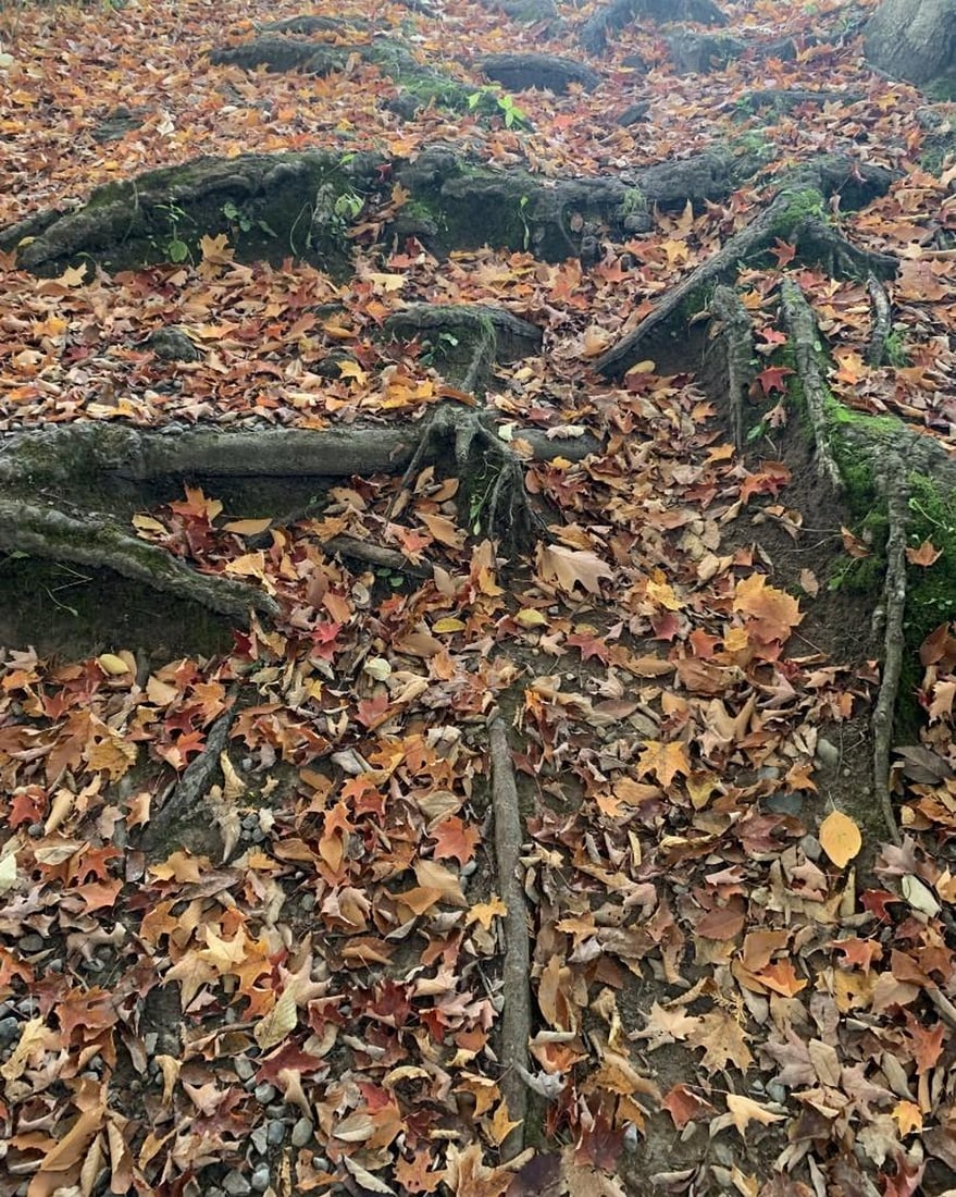 Forest Floor: Forest Floor Delve into the textures and colors of autumn with this exclusive hand-painted canvas opportunity. The photograph captures the forest floor, where winding tree roots weave through a