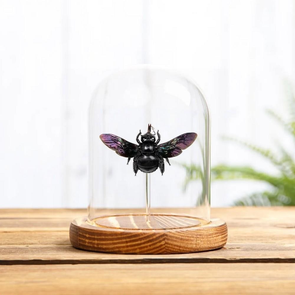 Xylocopa latipes – Broad-handed Carpenter Bee in Glass Dome with Wooden Base: Xylocopa latipes – Broad-handed Carpenter Bee in Glass Dome with Wooden Base A Broad-handed Carpenter Bee (Xylocopa latipes) displayed in a handmade wooden dome, mounted on clear acrylic rods to cre