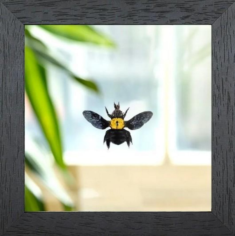 The Yellow-Crested Builder (1 of 2)
