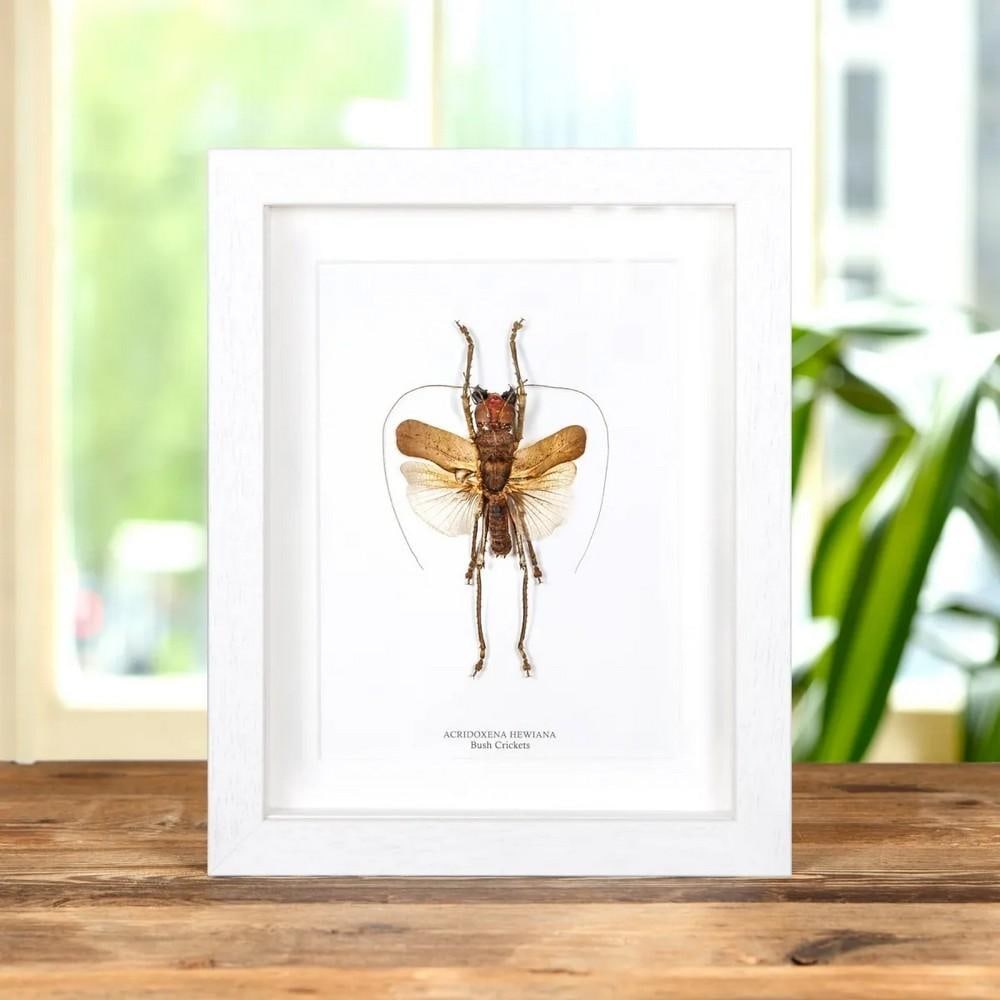 9" x 7" Bush Cricket (Acridoxena Hewiana) in Box Frame (1 of 2)