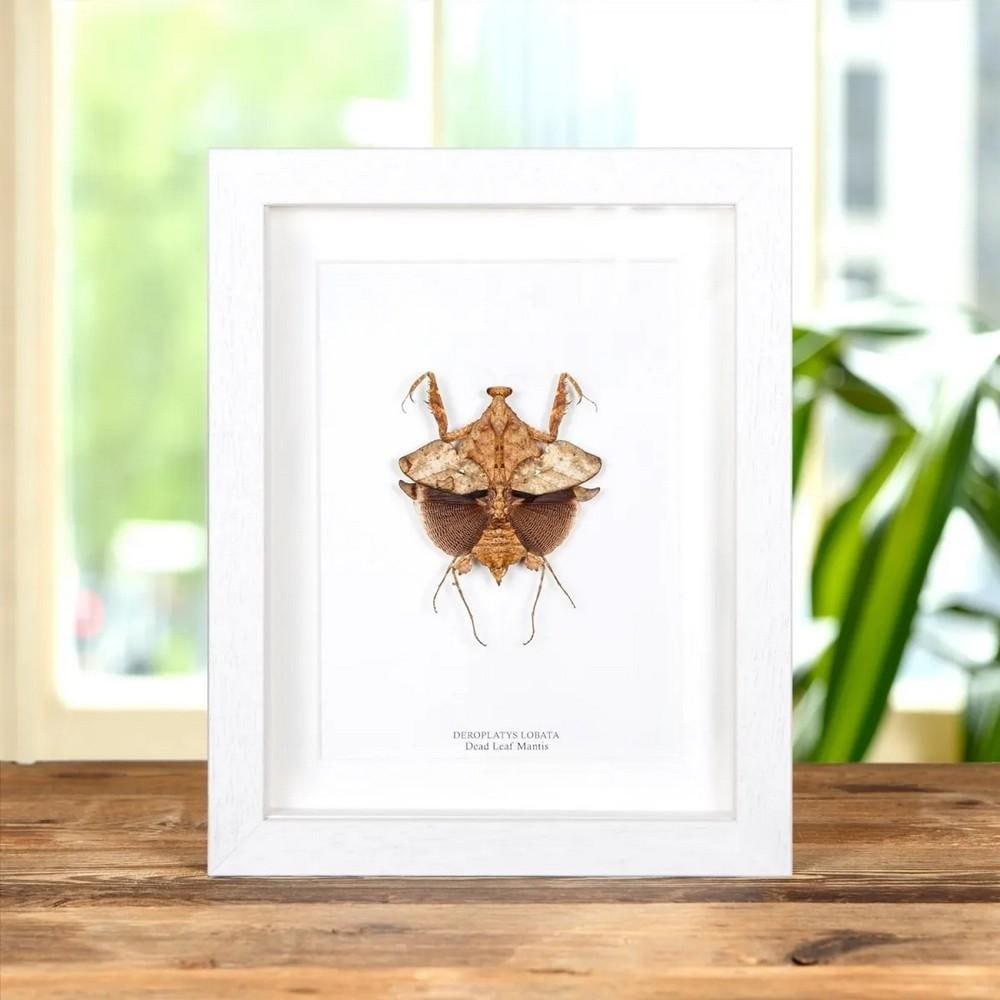 9" x 7" Deroplatys lobata Dead Leaf Mantis in Box Frame: 9" x 7" Deroplatys lobata Dead Leaf Mantis in Box Frame A striking Dead Leaf Mantis displayed in a handmade wooden frame, mounted on high-quality acid-free conservation board. The Latin and co