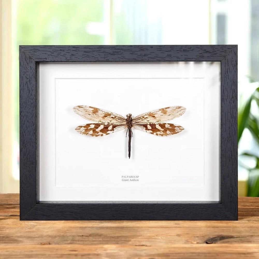 9" x 7" Giant Antlion (Palpares sp.) in Wooden Frame: 9" x 7" Giant Antlion (Palpares sp.) in Wooden Frame A stunning transparent Giant Antlion in a handmade wooden frame mounted on high-quality acid-free conservation board. The Latin and common 