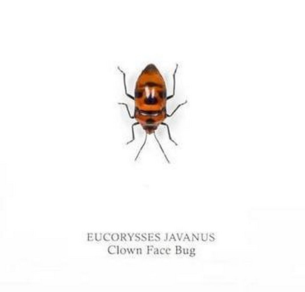 5" x 5" Framed Clown Face Bug (Eucorysses javanus) - 2