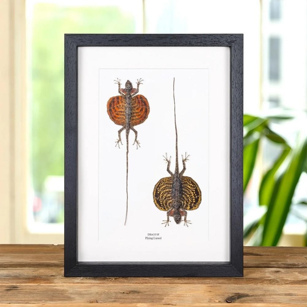 Flying Lizard Male & Female Pair In Box Frame (Draco sp): Flying Lizard Male & Female Pair In Box Frame (Draco sp) A taxidermied Flying Lizard displayed in a handmade wooden frame, mounted on high-quality acid-free conservation board. The Latin and common