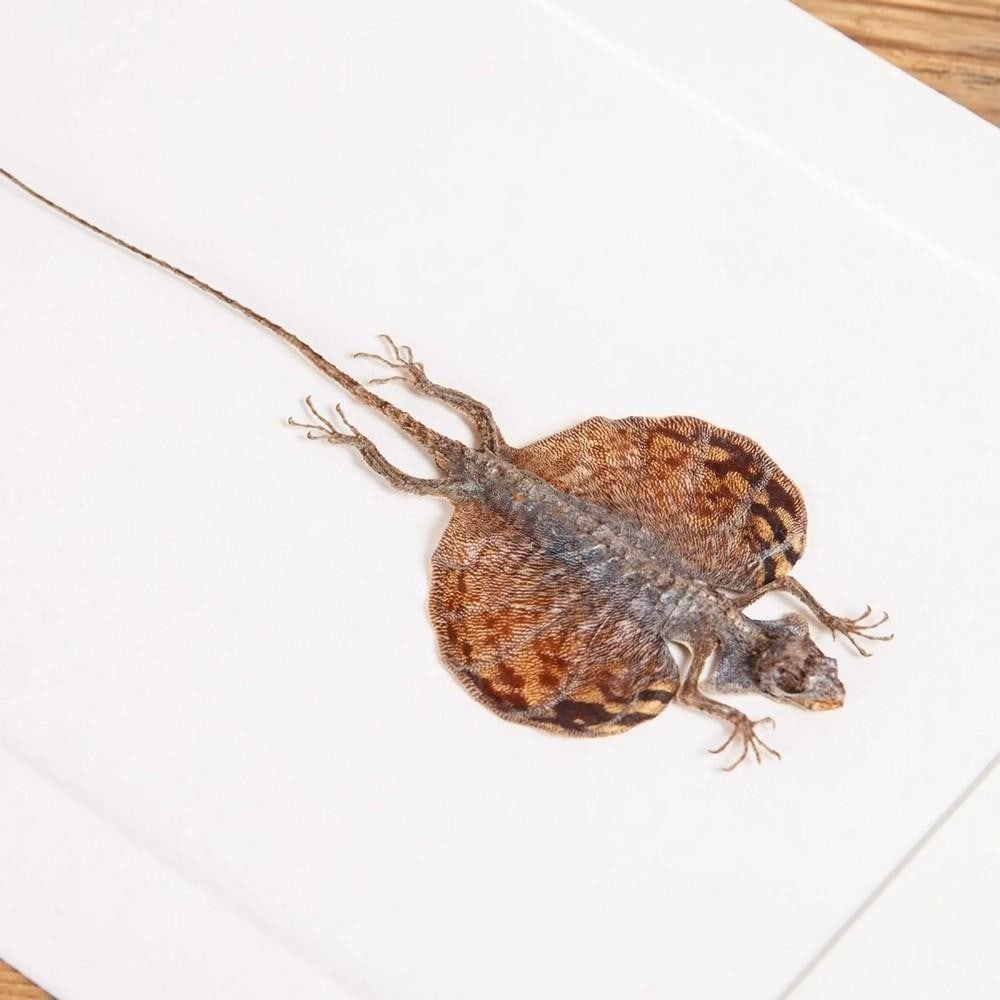 Flying Lizard In Box Frame (Draco volans) - 2