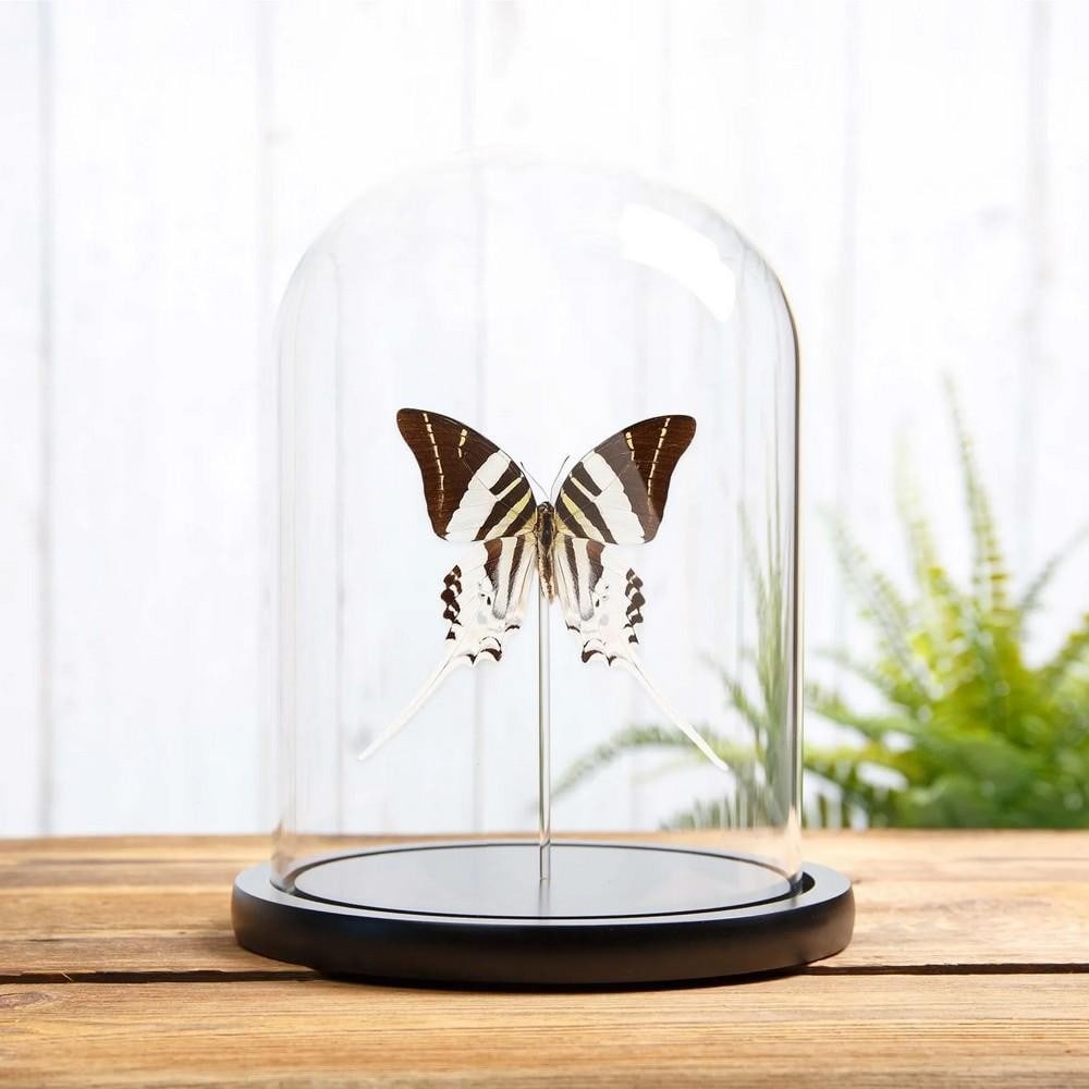 Giant Swordtail Butterfly - Graphium androcles: Giant Swordtail Butterfly - Graphium androcles A male Graphium androcles preserved in a handmade glass dome with a black wooden base. Mounted by expert entomologists, this butterfly displays vivid