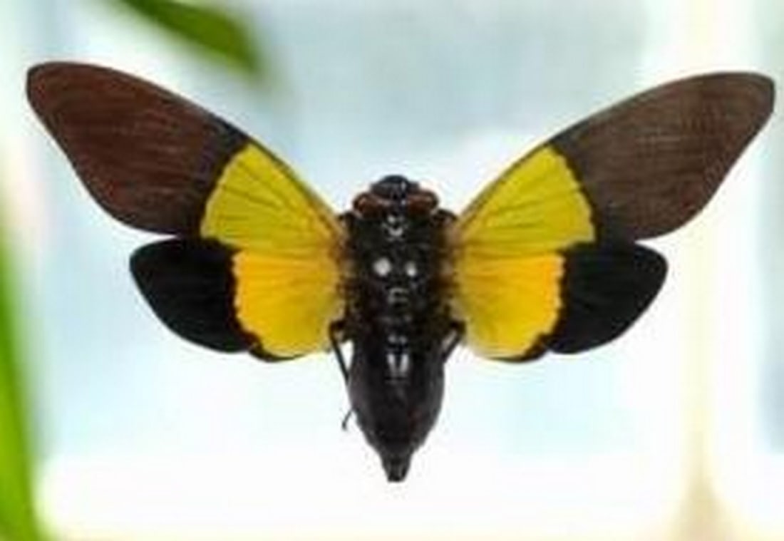 Sibylla's Echo Cicada - 2