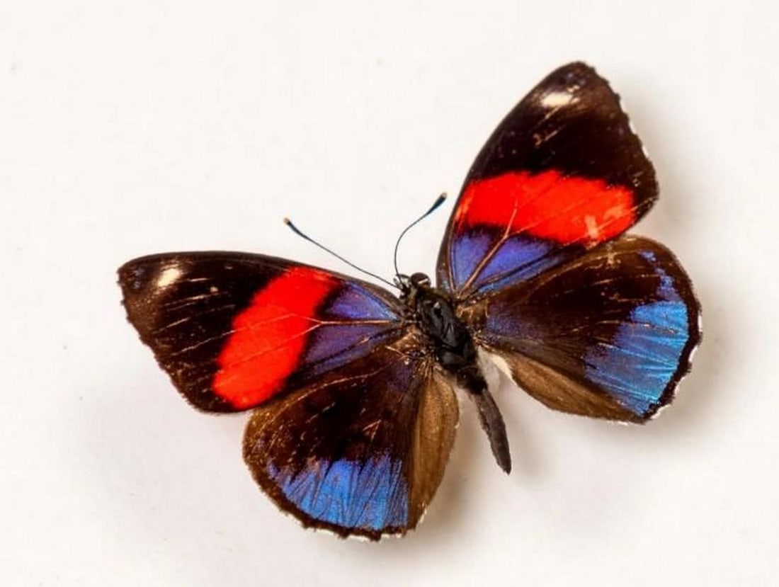 Hydaspes Eighty-eight Butterfly with Red Wings - 2