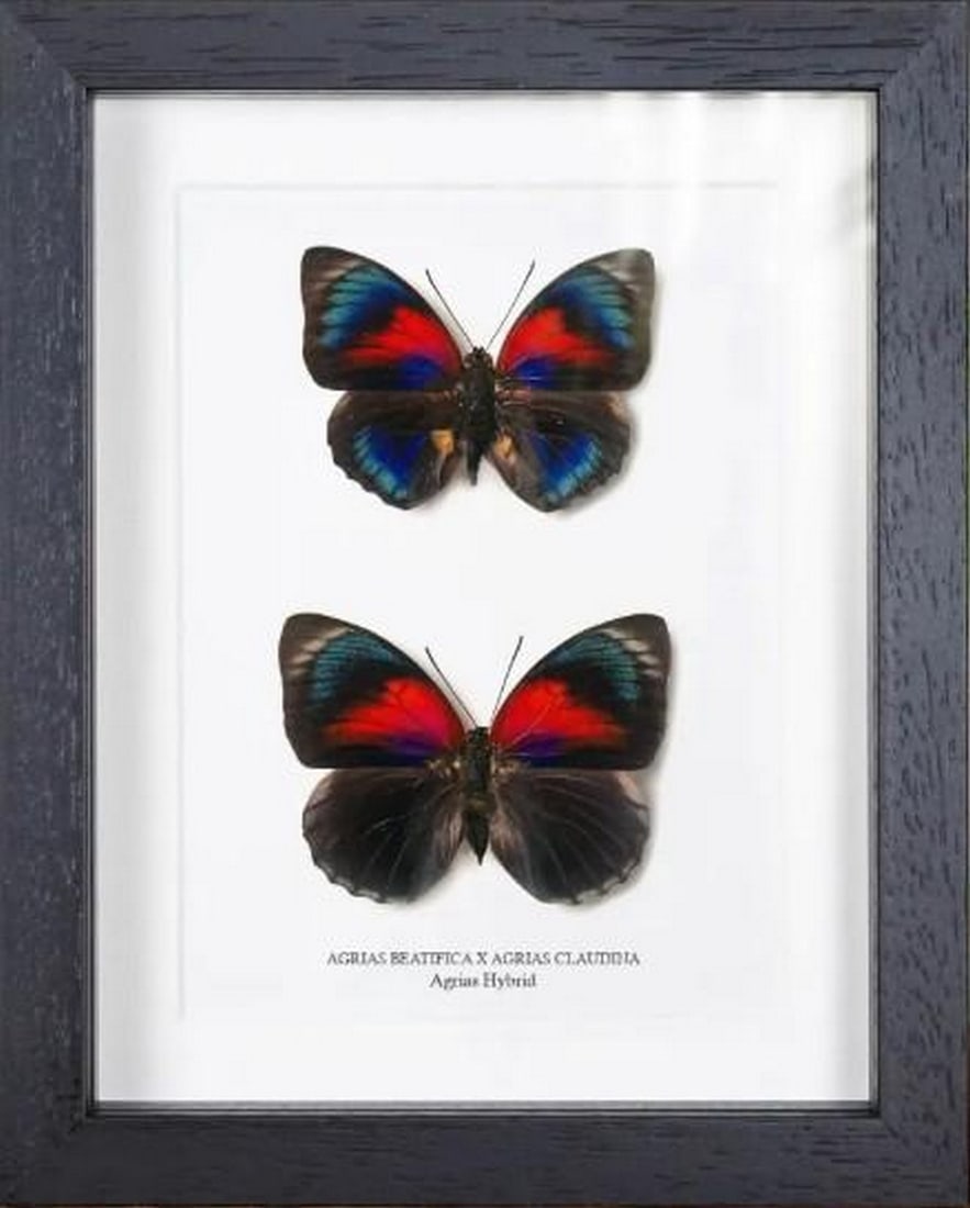 Framed Agrias Hybrid Butterfly Pair - Male & Female: Framed Agrias Hybrid Butterfly Pair - Male & Female This exquisite male and female pair of Agrias hybrid butterflies captures the striking contrast between genders in one of the rainforest's most