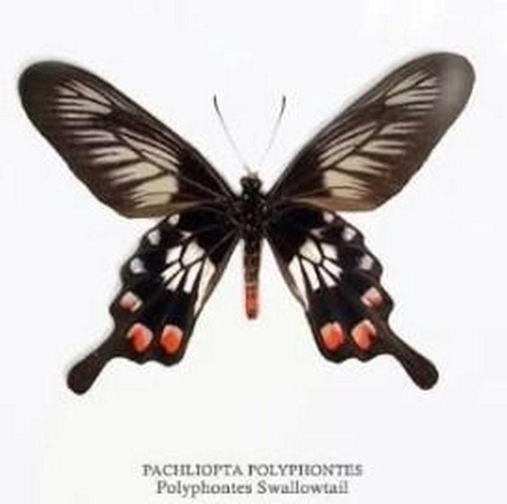 Tropical Elegance Framed Polyphontes Butterfly - 2