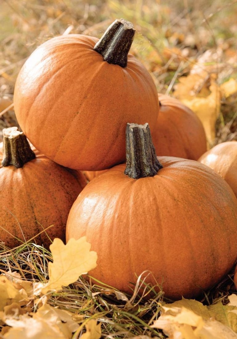 Pumpkin Harvest Print Poster: Pumpkin Harvest Print Poster A poster featuring bright orange pumpkins with dark green stems resting on dry grass and yellow leaves. The cozy autumn scene makes it an ideal choice for seasonal wall
