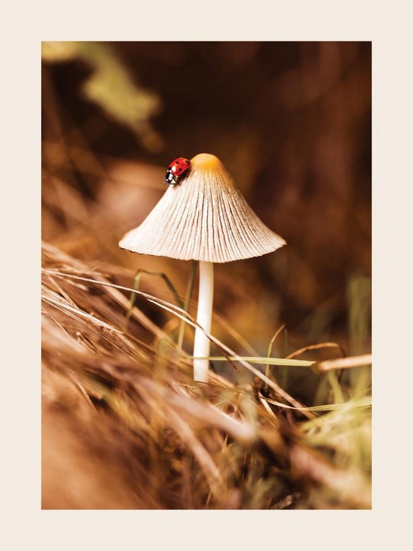 Ladybug Mushroom Print Poster: Ladybug Mushroom Print Poster A nature poster featuring a small mushroom with a red ladybug perched on top. The soft brown tones and earthy details create a warm and charming piece of wall art. Frame