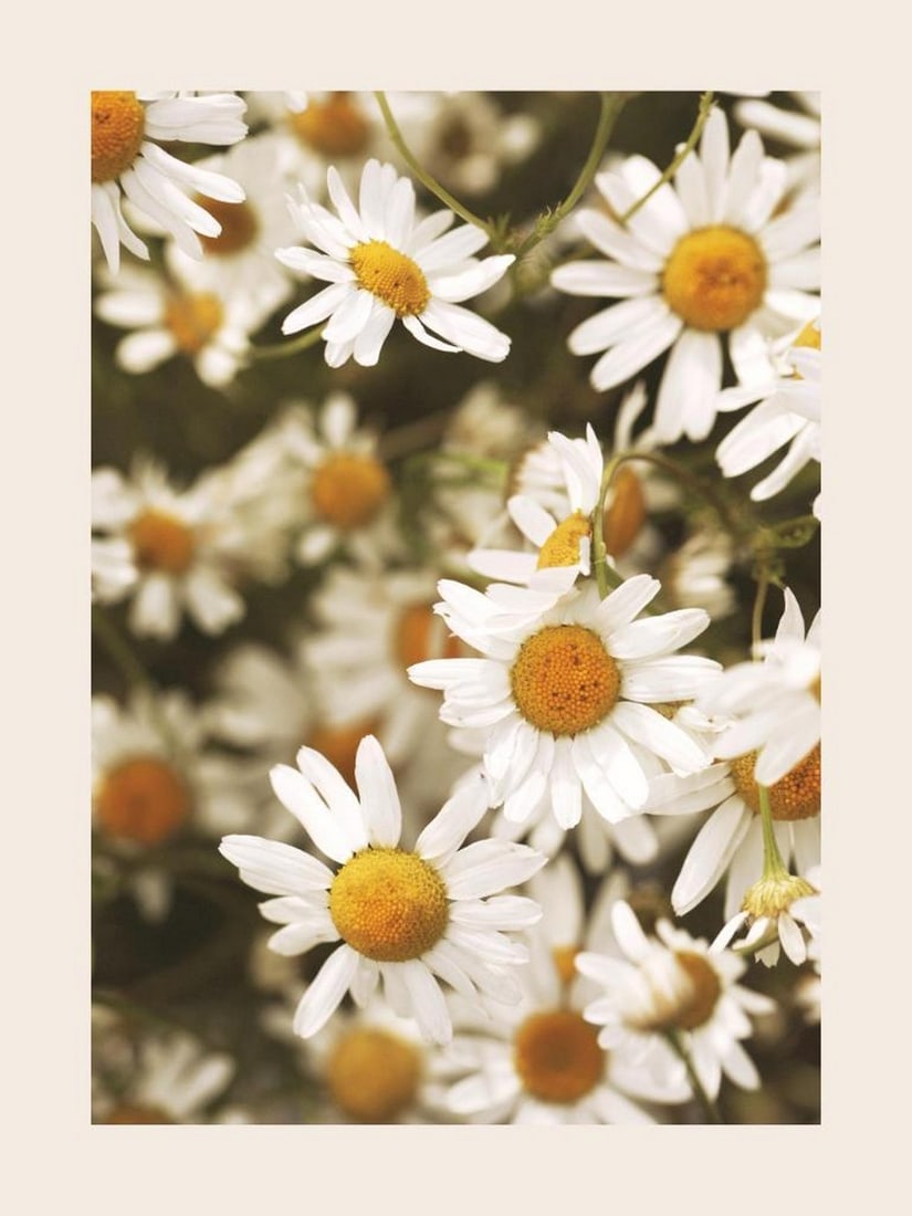 Sunny Daisies Print Poster: Sunny Daisies Print Poster A close-up poster featuring white daisies with yellow centers. The bright and natural design brings soft, cheerful colors to any room, creating a fresh and inviting