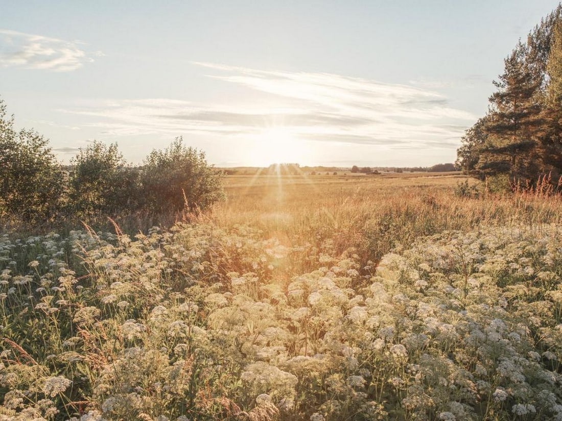 Sunlit Field Poster: Sunlit Field Poster A bright print of a summer meadow, with tall grasses and delicate white flowers under the glow of a golden sun. The warm tones and long shadows create a serene and timeless
