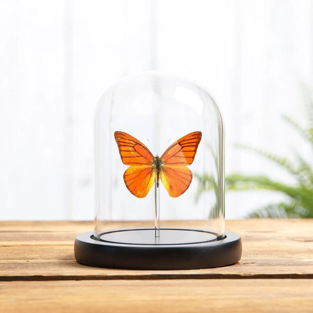 Orange Albatross Butterfly (Appias nero neronis) in Glass Dome with Wooden Base (1 of 2)