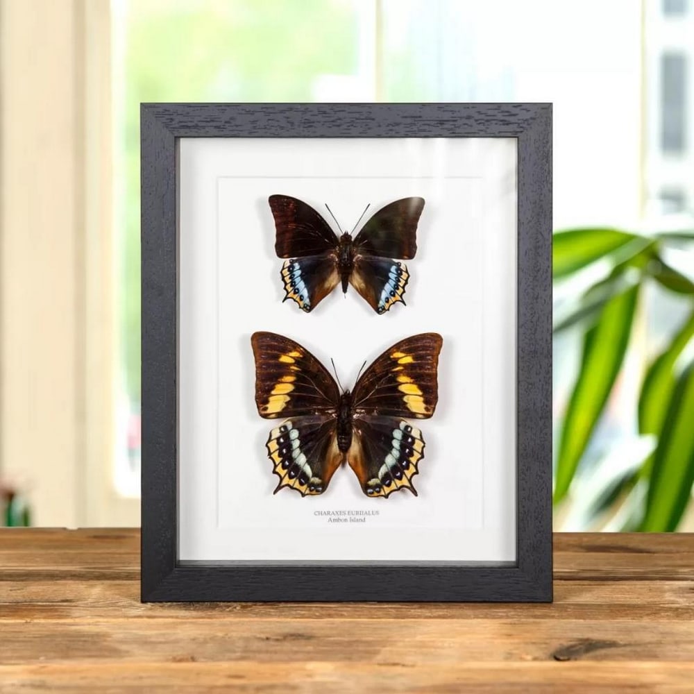 (Charaxes eurialus) Butterfly Male & Female Pair In Wooden Box Frame - 10" x 8": (Charaxes eurialus) Butterfly Male & Female Pair In Wooden Box Frame - 10" x 8" A pair of male and female Charaxes eurialus butterflies, beautifully displayed in a handcrafted wooden frame