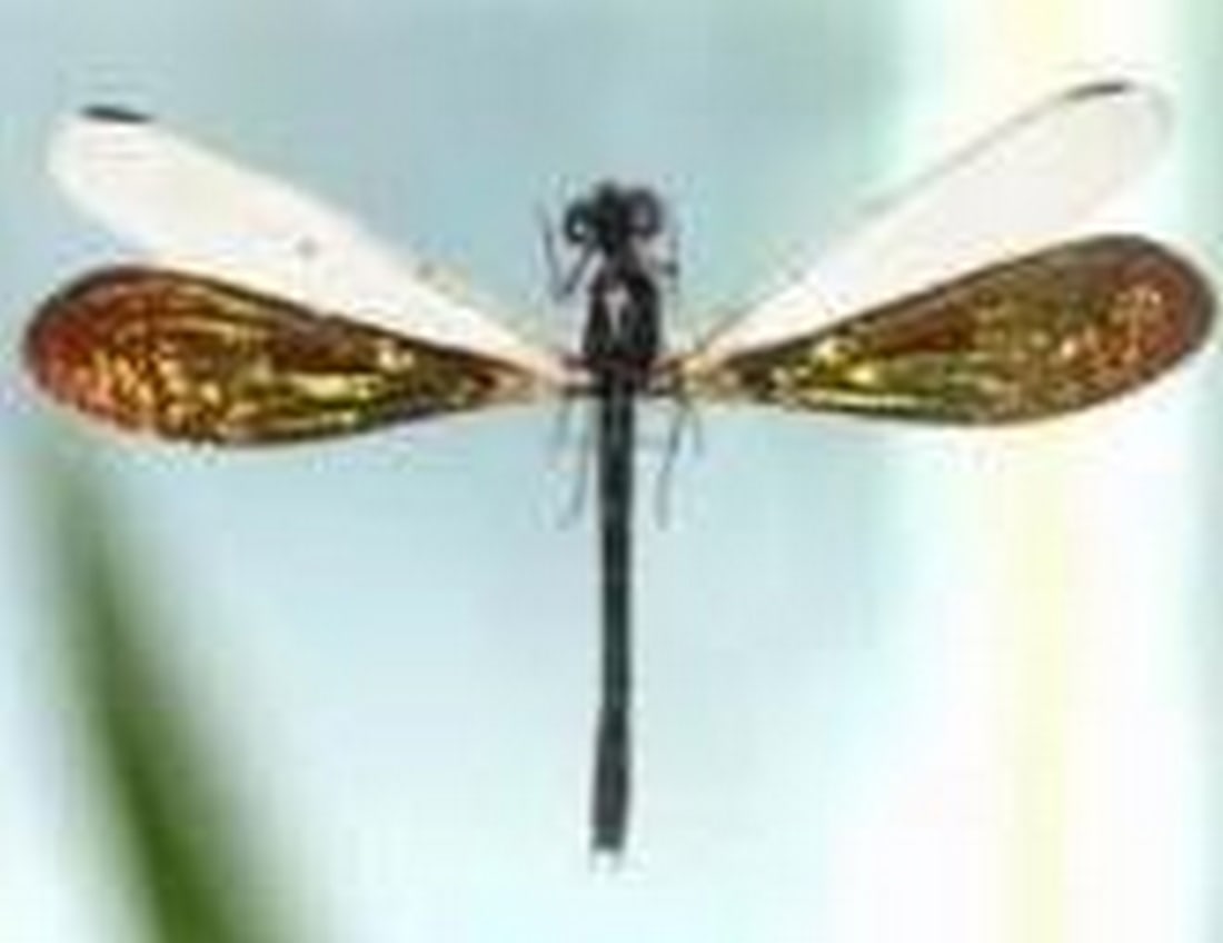 Sunveil Damselfly - 2