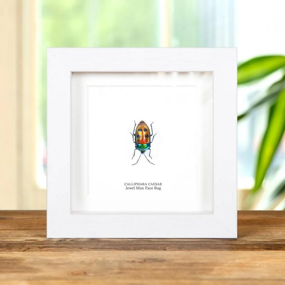 5" x 5" Jewel Man Face Bug (Calliphara Caesar) in Box Frame: 5" x 5" Jewel Man Face Bug (Calliphara Caesar) in Box Frame A Jewel Man Face Bug (Calliphara Caesar) displayed in a handmade wooden frame and mounted on high-quality, acid-free conservation bo