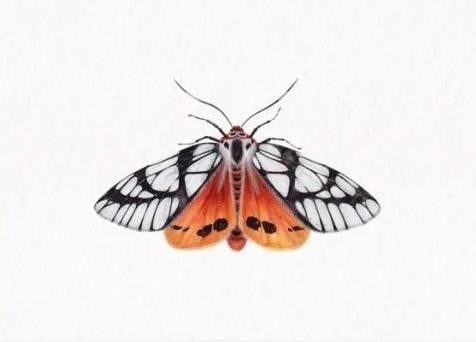 Milky Tiger Moth (Areas galactina) Watercolor Replica Print (1 of 2)