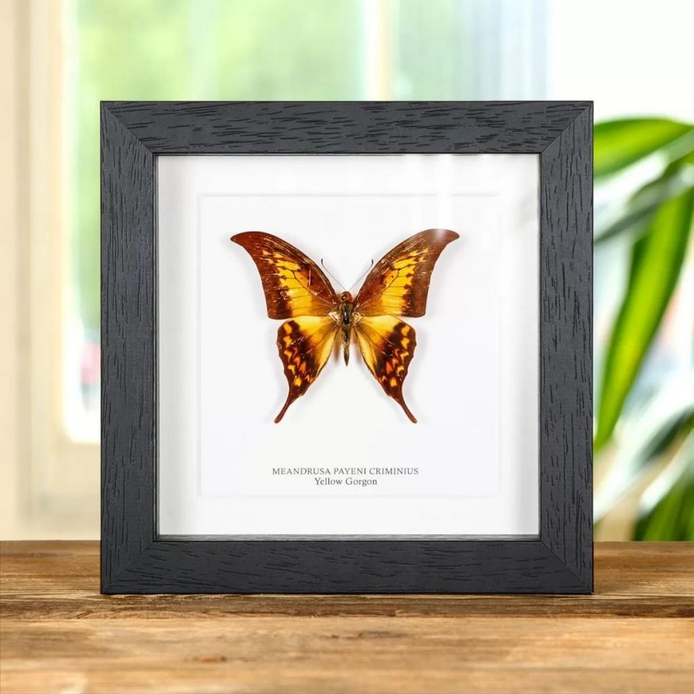 6" x 6" Framed Male Yellow Gorgon Butterfly - Meandrusa Payeni: 6" x 6" Framed Male Yellow Gorgon Butterfly - Meandrusa Payeni A Yellow Gorgon butterfly in a handmade wooden frame mounted on high-quality acid-free conservation board. The Latin and common n