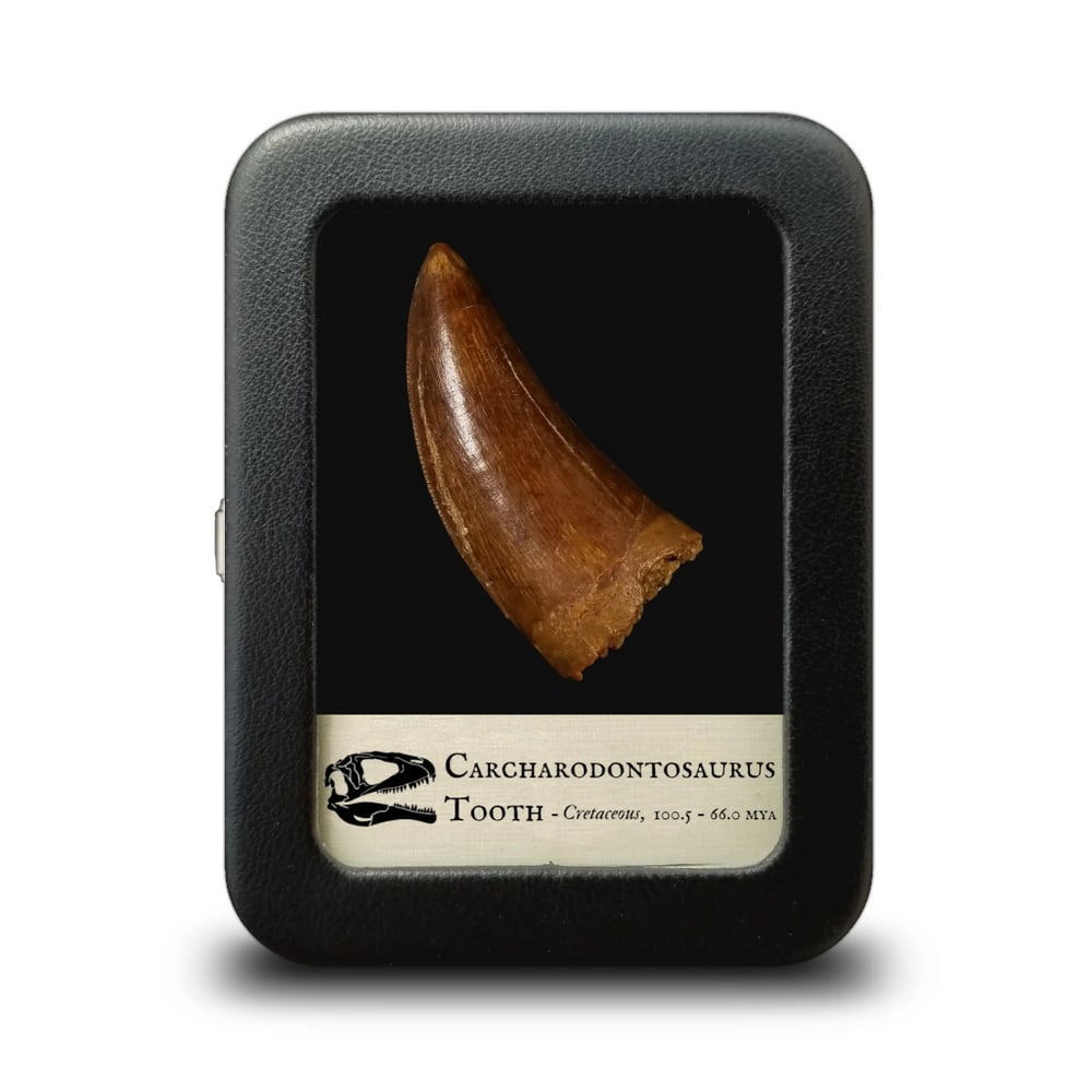 Fossilized Carcharodontosaurus Tooth (1 of 1)