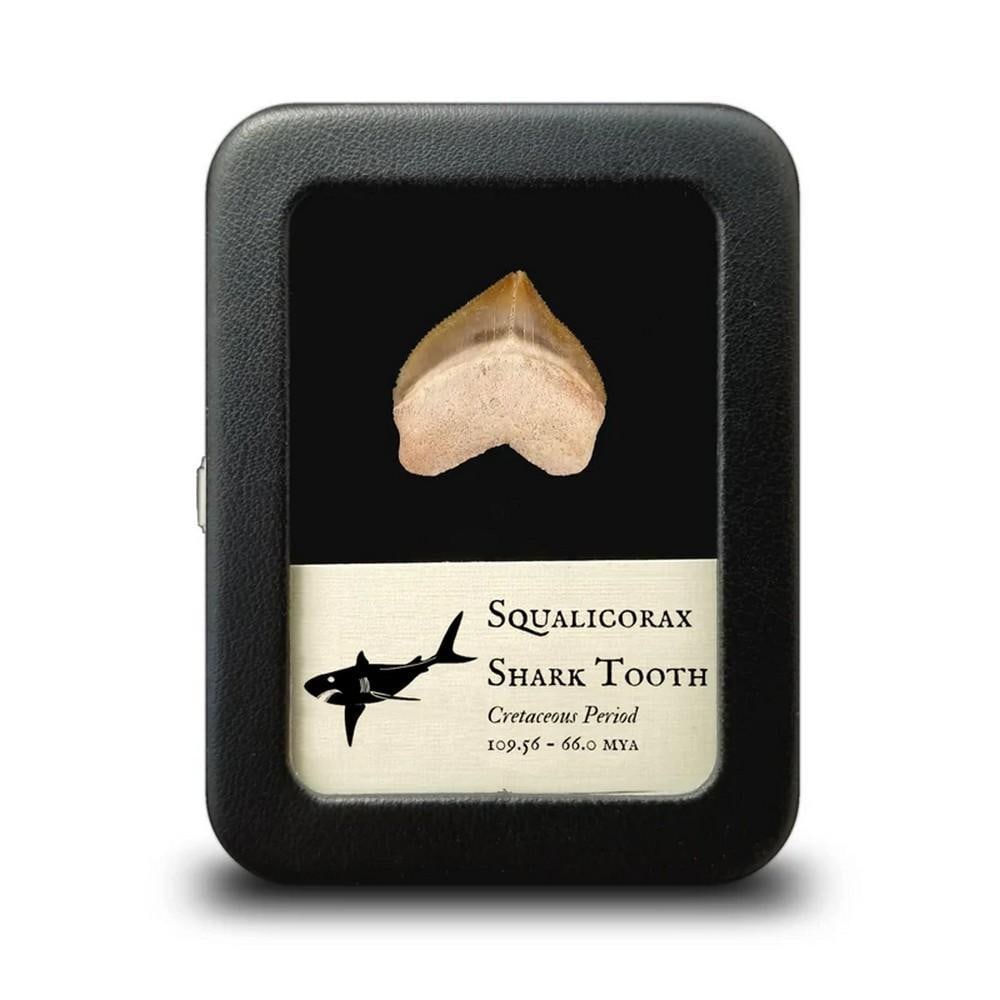 Squalicorax Shark Tooth Fossil (1 of 2)