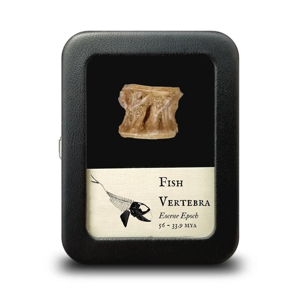Extinct Fish Fossilized Vertebra: Extinct Fish Fossilized Vertebra This vertebrae come from various species of Eocene fish that lived in what is now Morocco between 56 and 33.9 million years ago. Vertebrae are the individual bones tha